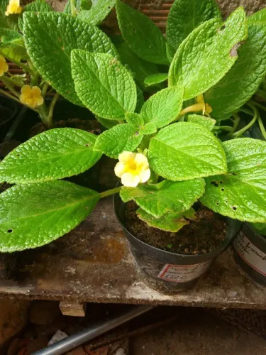 Jardim plantas tapete de rainha amarela