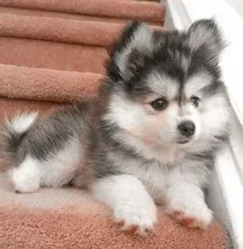 Pomsky