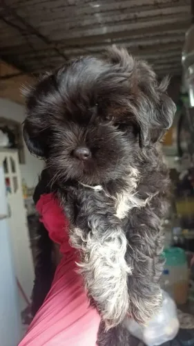 Shitzu 