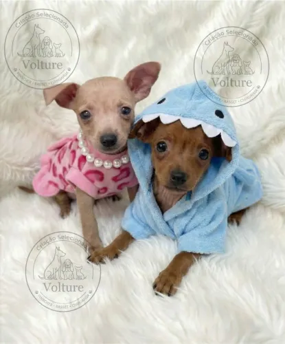 Pinscher zero filhotes para sua família