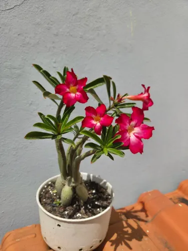 Rosa do Deserto