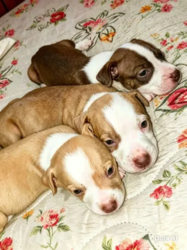 Filhotes de pitbul disponível para venda 350