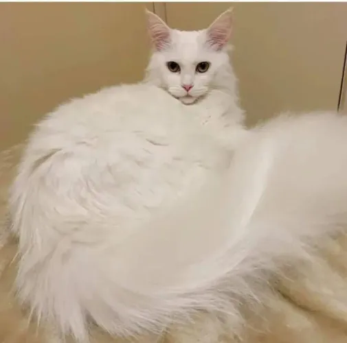 Gato Maine coon