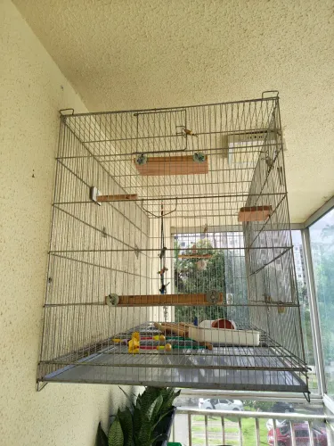 Viveiro para Calopsitas, Ring Neck e Rosellas