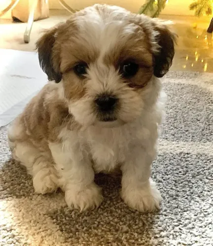 Lhasa Apso Uma Companhia para Encher a Casa de Amor