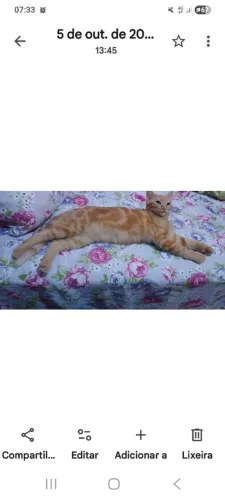 Doação de um gatinho em nova brasilia de Itapuã Salvador 
