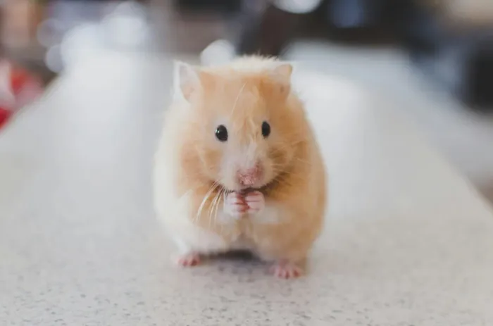 Hamsters 