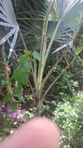 Mudas de Palmeira Azul