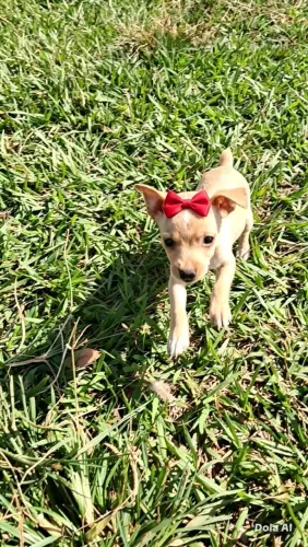 Pinscher fêmea 