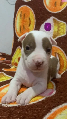 Filhotes de Pitbull APBT. 1 mês e 20 dias. #AceitoTrocaVem que acaba rápido ?