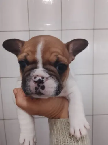 Filhotes de Bulldog Francês disponíveis