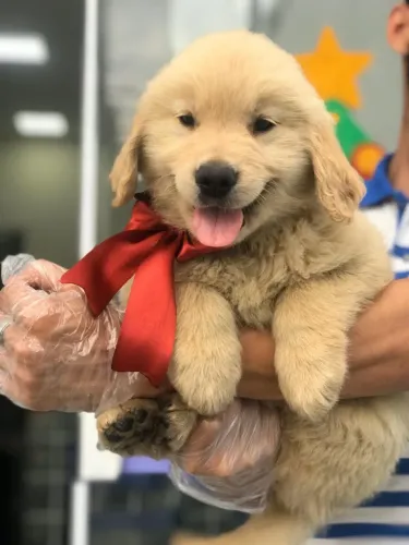 Filhotes de Golden Retriever com origem responsável