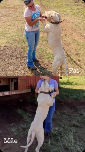 Dog argentino 