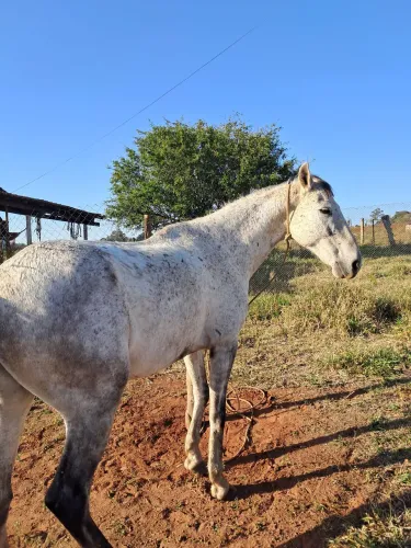 Cavalo manga larga