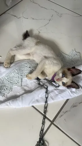 Gato (fêmea)