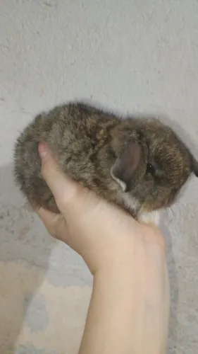 Coelho Mine lop
