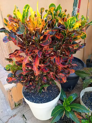 Vaso grande de croton folhas coloridas perfeitas pra fazer parte do seu ambiente
