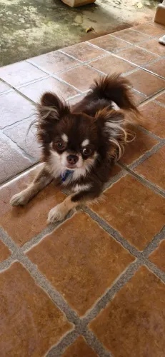 Machinho anaozinho pra cruza