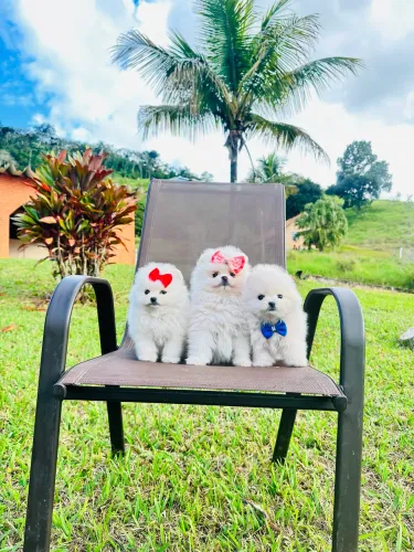 Lulu da pomerania macho é fêmea 
