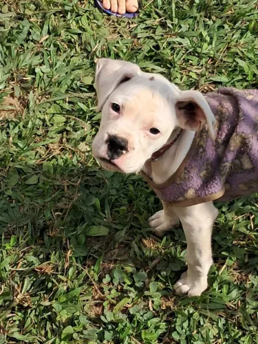 Vendo filhote fêmea boxer