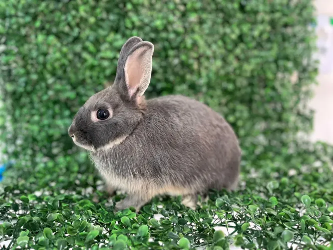 Coelho Netherland Dwarf micro