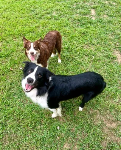 Filhotes de Border Collie | Lealdade em cada latido.
