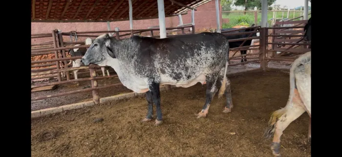 Vacas de leite