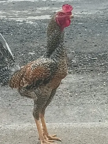Vendo 6 galinhas e um idio Gigante
