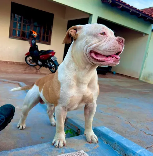 American Bully