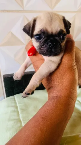 Pug Fêmea Disponível ( Anápolis ) 