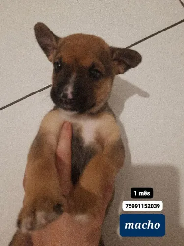 doação cachorros - leia a descrição