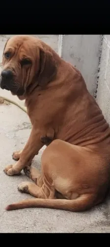 Fila brasileiro 