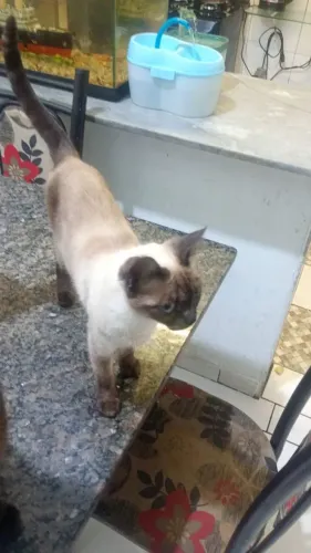 Gatos para doação