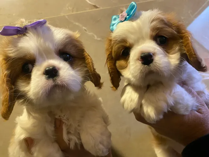 Cavalier king charles entrego para você 