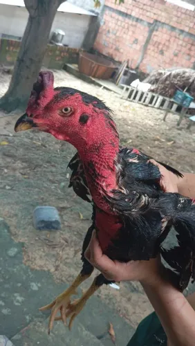 Vende-se galo 