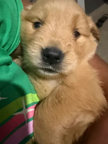 Filhote Golden Retriver