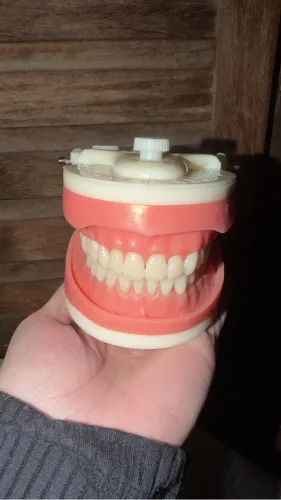 Manequim Odontológico Pronew Dentistica novo
