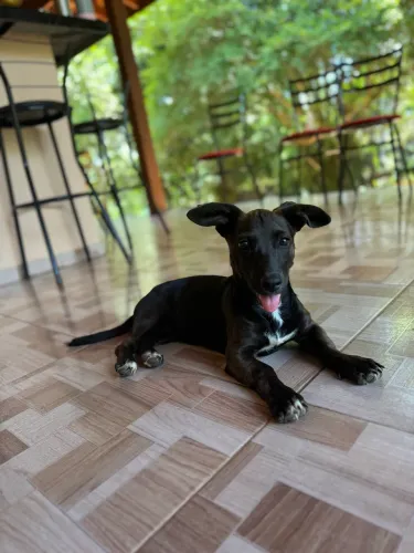 Doação cachorrinha dócil e brincalhona
