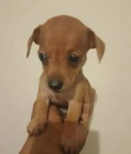Pinscher n 1 machinhos