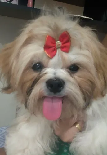 Vendo Shih Tzu Fêmea 5 Mêses já vacinada , faltando somente a da raiva