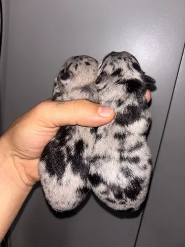 CHIHUAHUAS BLUE MERLE PELO LONGO
