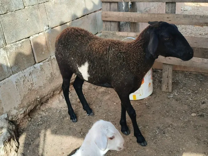 Bodega mestiça dorp prenha de carneiro dorp 