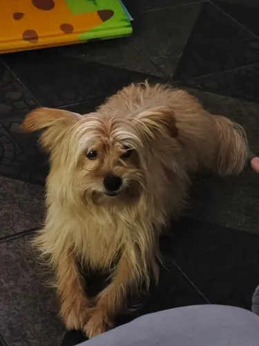 Doação Macho 3 anos yorkshire. Motivo mudança. Urgente!