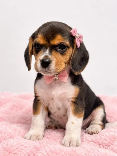 Beagle fêmea imperdível não perca 