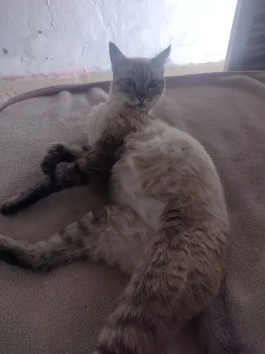 Doação de gato