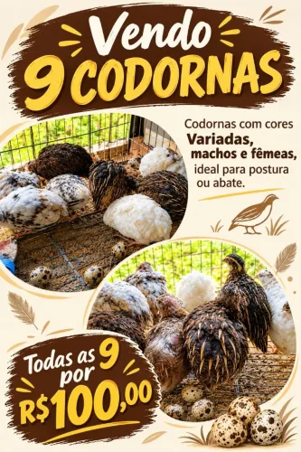 9 Codornas cores Variadas