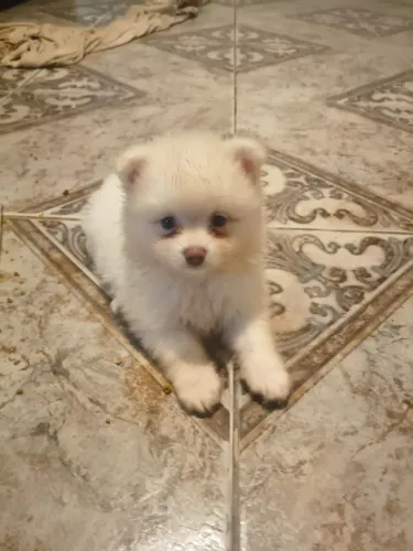 Filhote macho de spitz alemão 