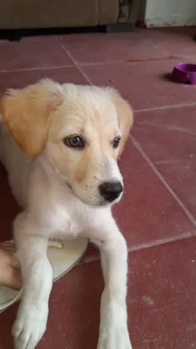 Doa-se cachorrinha