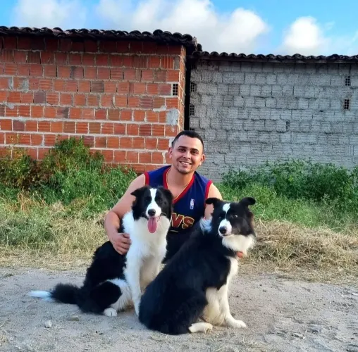 Filhote se Border Collie 
