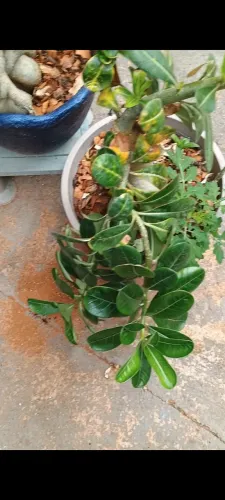 Planta ornamental